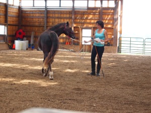 This is a good example of the inside hind stepping nicely under the horses body.