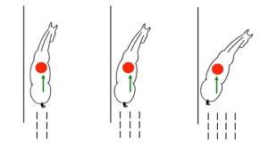 Left to right:  Shoulder fore,  Shoulder in on 3 tracks, Shoulder in on 4 tracks.